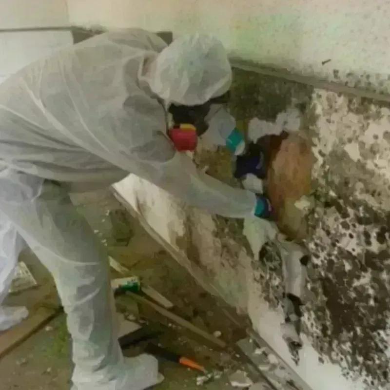 Mold Remediation and Removal in Morgantown, WV